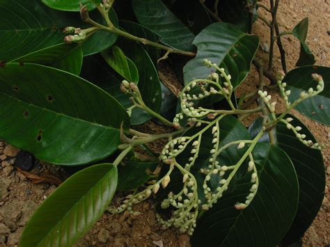 tanguile pronunciation|Shorea polysperma Dark.